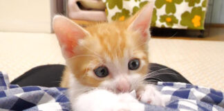 お母さんに甘える子猫