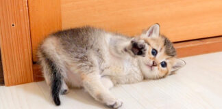 転がる子猫