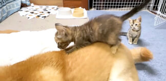 柴犬の背中にダイブする子猫
