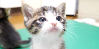 ミルクが飲みたい子猫