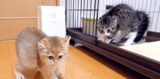 子猫達の初対面