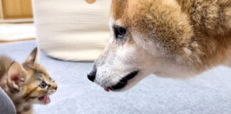子猫にシャーされた柴犬