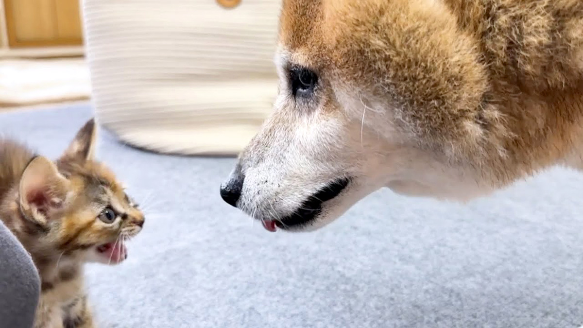 子猫にシャーされた柴犬