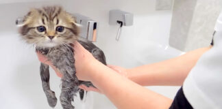 お風呂で洗われる子猫