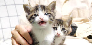 膝の上に乗る子猫達