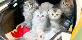 初めて動物病院に行った子猫達