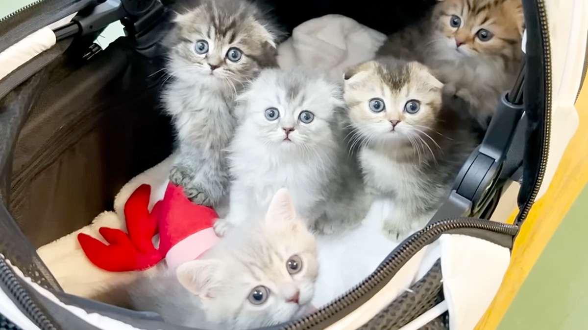 初めて動物病院に行った子猫達