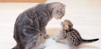 猫の親子