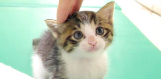 撫でられる子猫