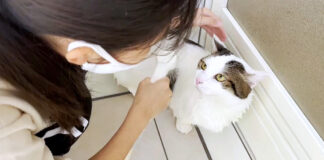 お風呂で洗われる猫