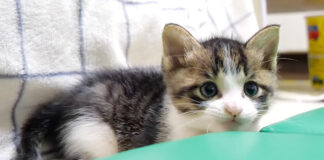 人型ベッドを見つけた子猫