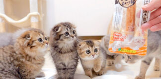 カツオが気になる子猫達