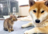 柴犬と子猫の初対面