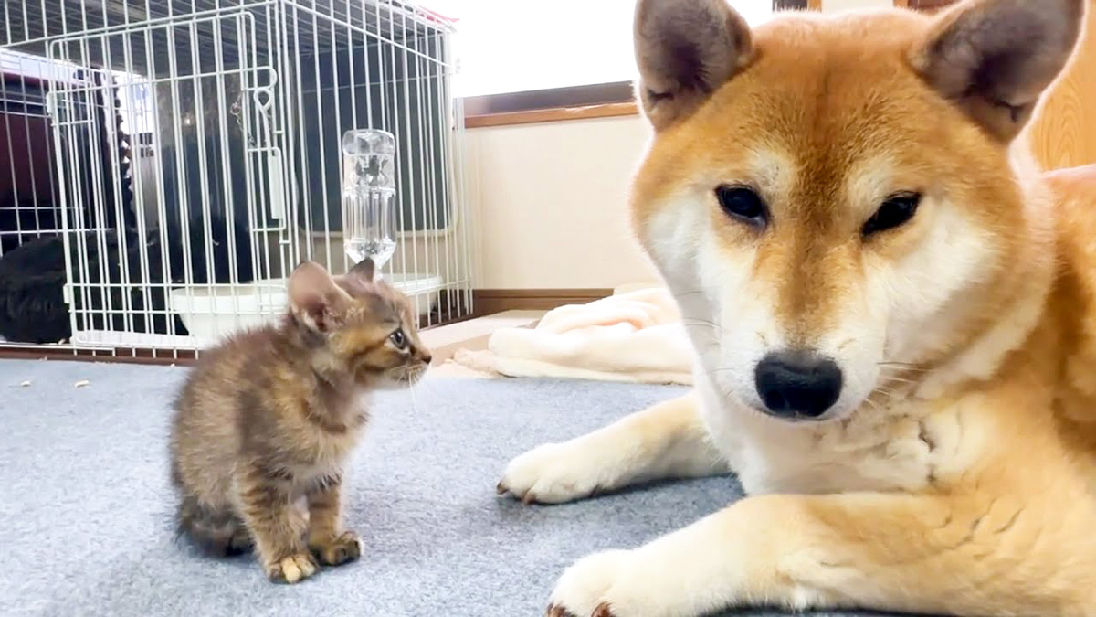 柴犬と子猫の初対面