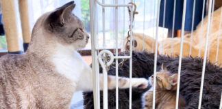 子猫に先住猫が猫パンチ