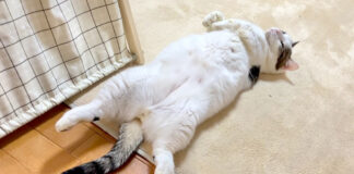 コタツでととのう猫