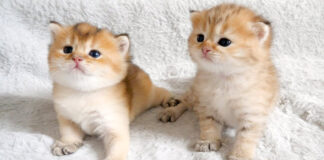 すくすくと成長を続ける子猫達