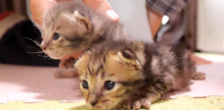 ママに突進する子猫