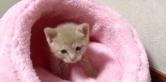 ベッドの中から出てくる子猫