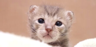 羨ましそうに見つめる子猫