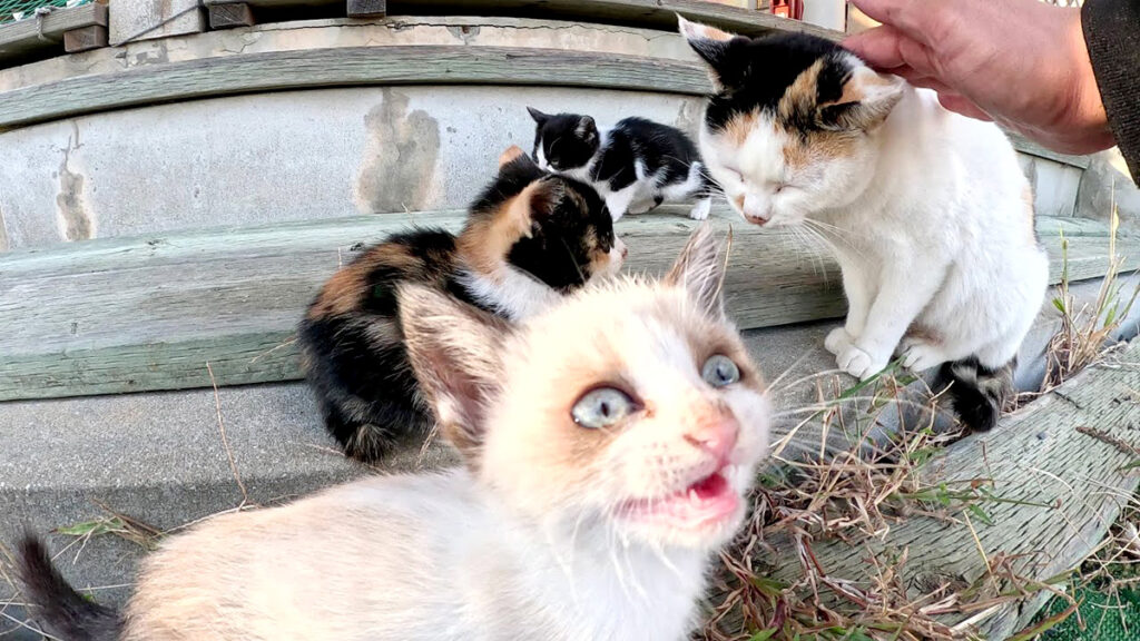 ふんばり親子猫　三毛猫 momkoneko_neko_title-1024x576.jpg