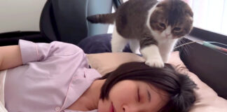 飼い主さんを起こす猫