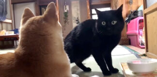 柴犬にかまって欲しい猫
