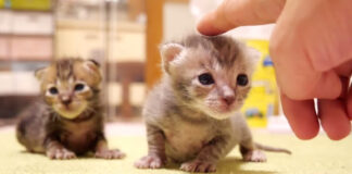 ナデナデされる子猫