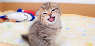 おかえりの挨拶をする子猫