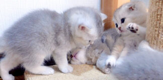 寝床を巡って争う子猫達