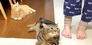 寝る時間を迎えた猫達