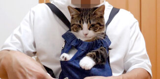 爪切りをする子猫