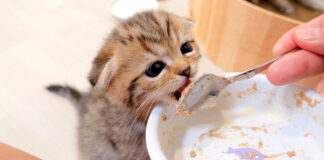 おかわりをおねだりする子猫