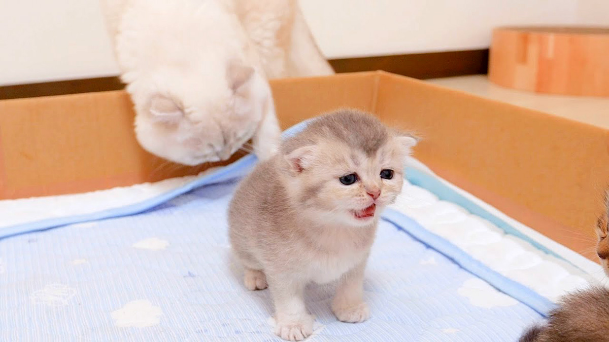 鳴く子猫を心配する父猫