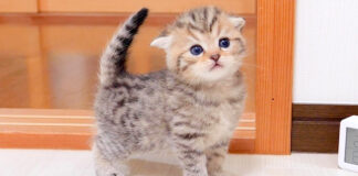 歩き回る子猫