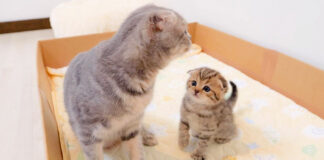 猫の親子