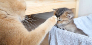 子猫をガードする母猫