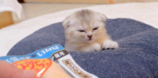 寝ている子猫にササミを近づける