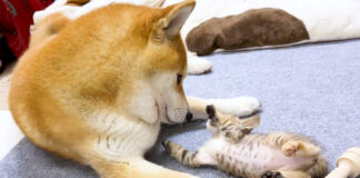 柴犬と子猫