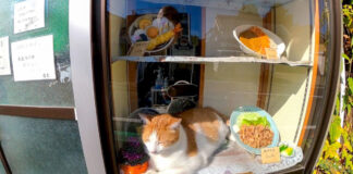 蕎麦屋の猫