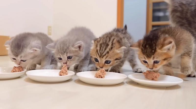 ご飯を食べる子猫達