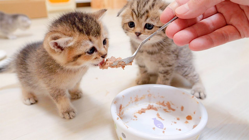 ご飯を横取りされた子猫