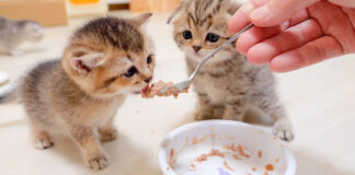 ご飯を横取りされた子猫