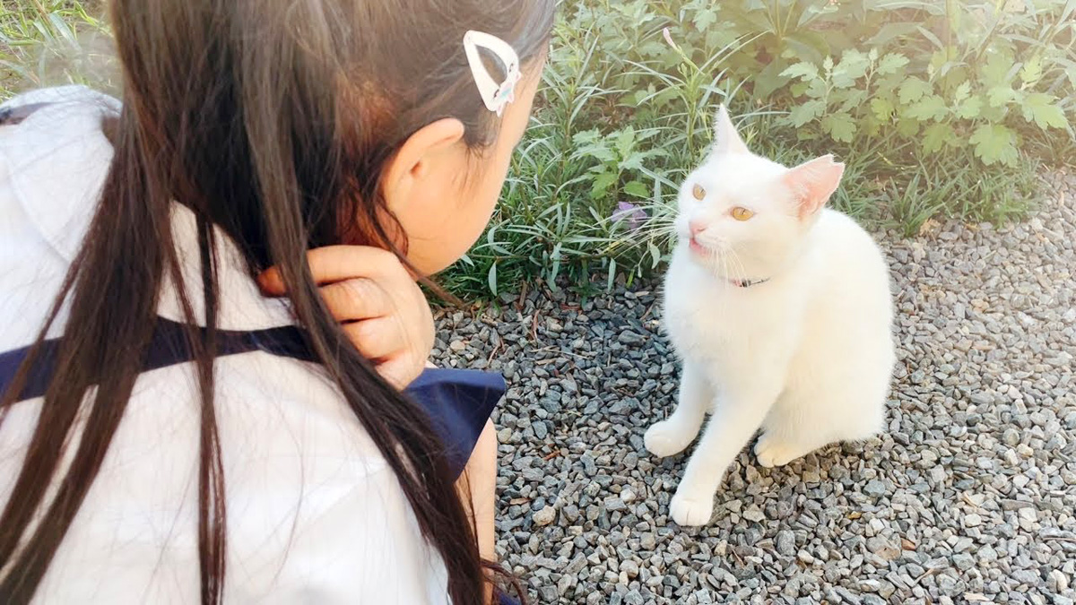 会話する猫と女の子
