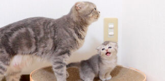 母猫に助けを求める子猫