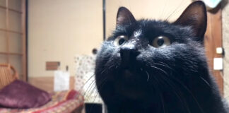 飼い主さんを適当にあしらう猫