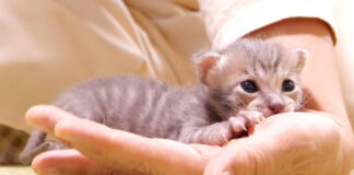 養育主さんに甘える子猫