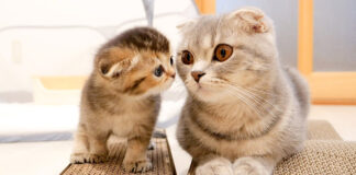 爪研ぎのやり方を母猫に尋ねる子猫