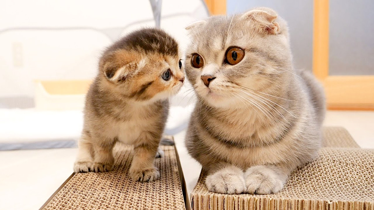 爪研ぎのやり方を母猫に尋ねる子猫