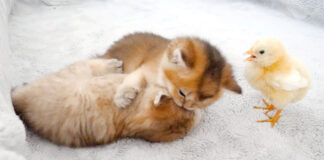 子猫達の喧嘩の仲裁に入るひよこ